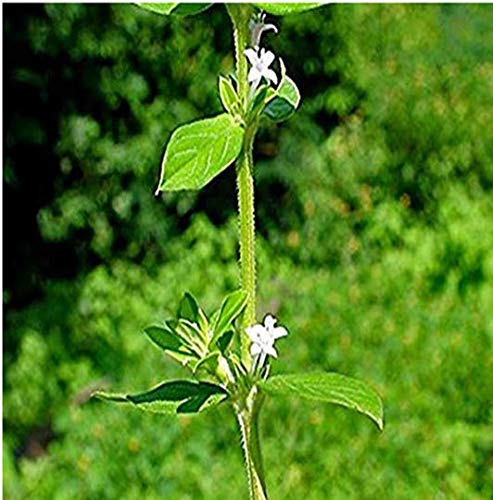 Mgbn The Path For The Healthier Life With Beauty Madanaghanti-Spermacoce Hispida-Shaggy Putton Weed-Nattai-Churie-Seed-25 Gm 1