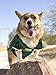 Pets First Green Bay Packers Dog Jersey, Size: Large, NFL Licensed