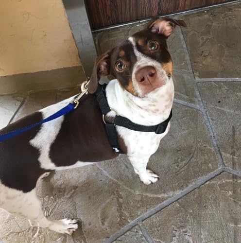 PUPTECK No Pull Dog Harness Soft Adjustable Basic Nylon Step in Puppy Vest Outdoor Walking with ID Tag Medium - Image 6