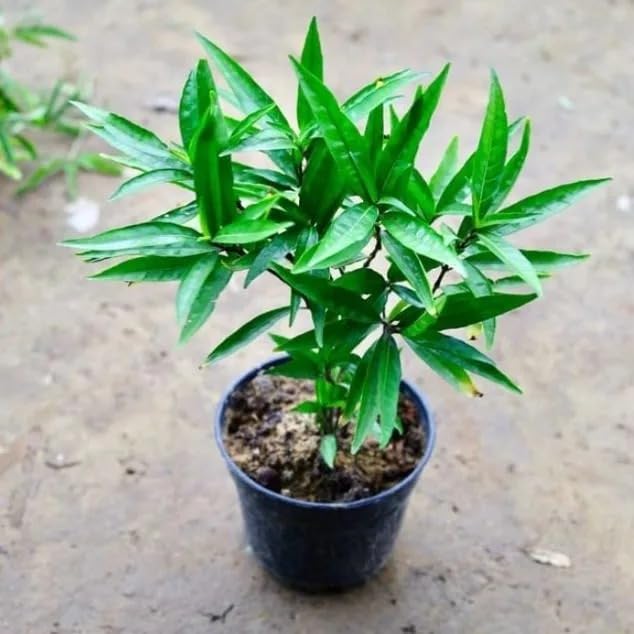 Sukh-Shanti Live Plant | Vastu Plant for Positive Energy & Peace | Ideal for Home & Office Décor | Air Purifying Indoor Plant for Good Luck & Harmony | Low Maintenance Feng Shui Plant - 1-picture-24