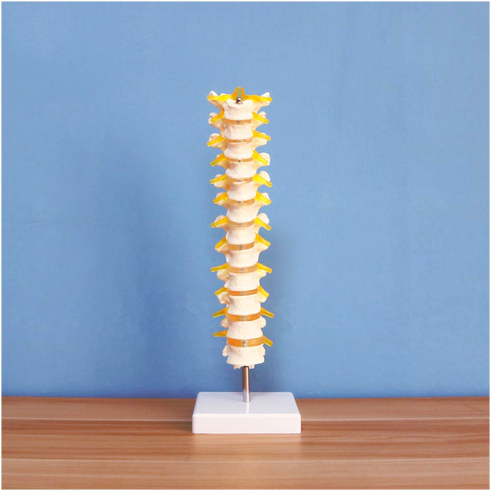 Sjdopulse A Natomy Thoracic Spine Model - Medical Natomyical Thoracic Model With Spinal Cord Nd Thoracic Nerves Model For Science Classroom Teaching (A)