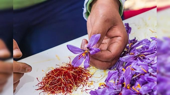 Image of Saffron Purple Flower Bulbs /Crocus Sativus - Kesar Bulbs /Pack of 10, for Plant Lovers Indoor, Outdoor Planting