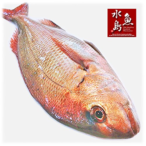 Amazon.co.jp: 魚水島 天然真鯛 マダイ 桜鯛 日本海産 4.5～4.9キロ物