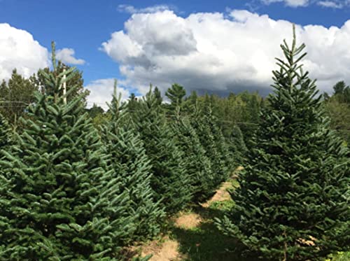 50 Balsam Fir Tree Seeds (Abies Balsamea) #TOP2