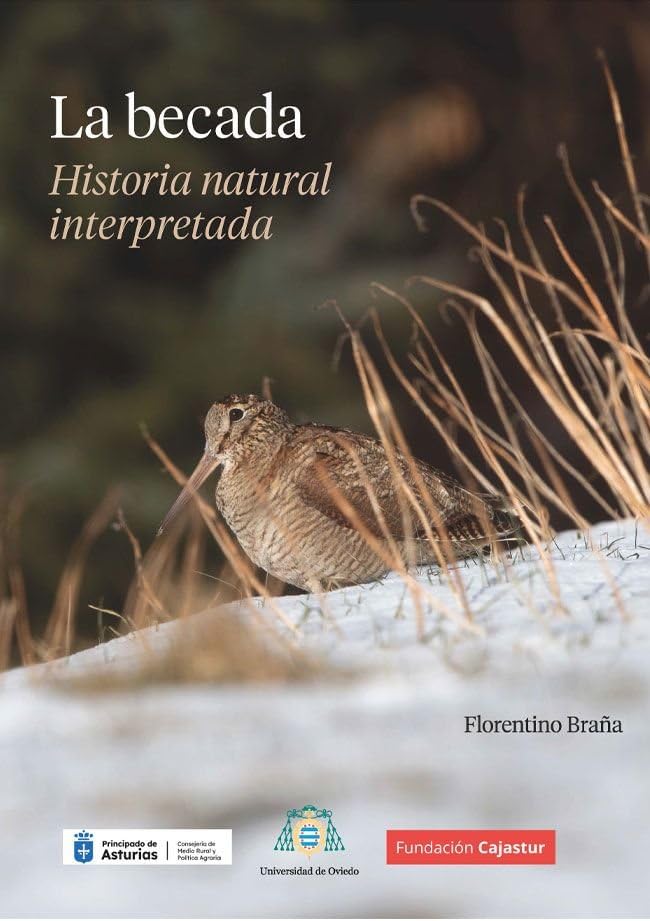 La becada: Historia natural interpretada
