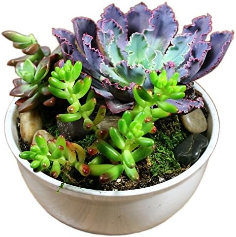 Succulent Planter or Cactus Planter with Succulent Soil and Terrarium Supplies - Modern 6'' Bowl -