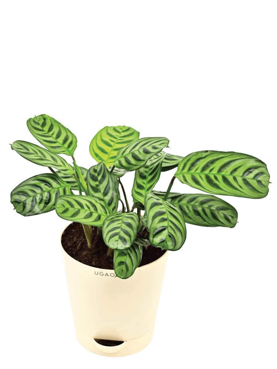 UGAOO Calathea Burle Marxii Natural Live Indoor Plant with Pot - Medium (B09PF3WDZJ) Amazon Price History, Amazon Price Tracker