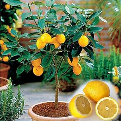 Semillas genéricas frescas de 50 piezas de limonero para plantar amarillas