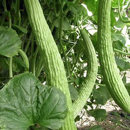 50 Organic Metki Pale Green Armenian Yard Long Cucumber Seeds USA Harvested pollinator bee butterfly