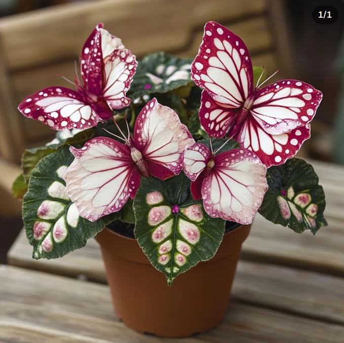 Moonlight Butterfly Jade – Sold Bare – Red and White Colors/Hardy Perennial, Excellent Display-6 Hostas-A — image 1