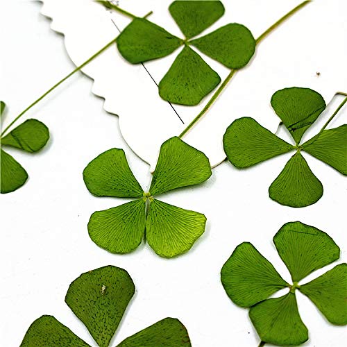 Hojas secas naturales de trébol de cuatro hojas 36 piezas miniatura 5
