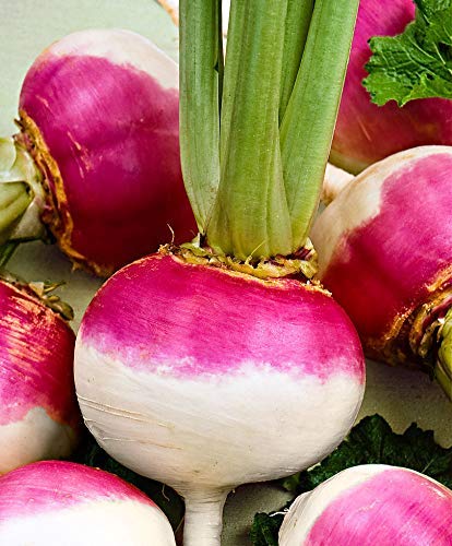 Turnip Purpalish Seeds Hybrids F1 Vegetable Seeds for Home Garden for Planting for All Season (100 seeds) By Zabbus-image-3