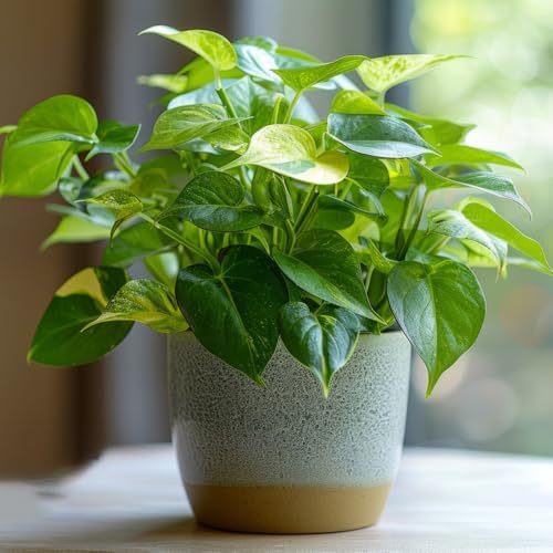 interior Pothos - semillas decoración hiedra colgante perennes re...