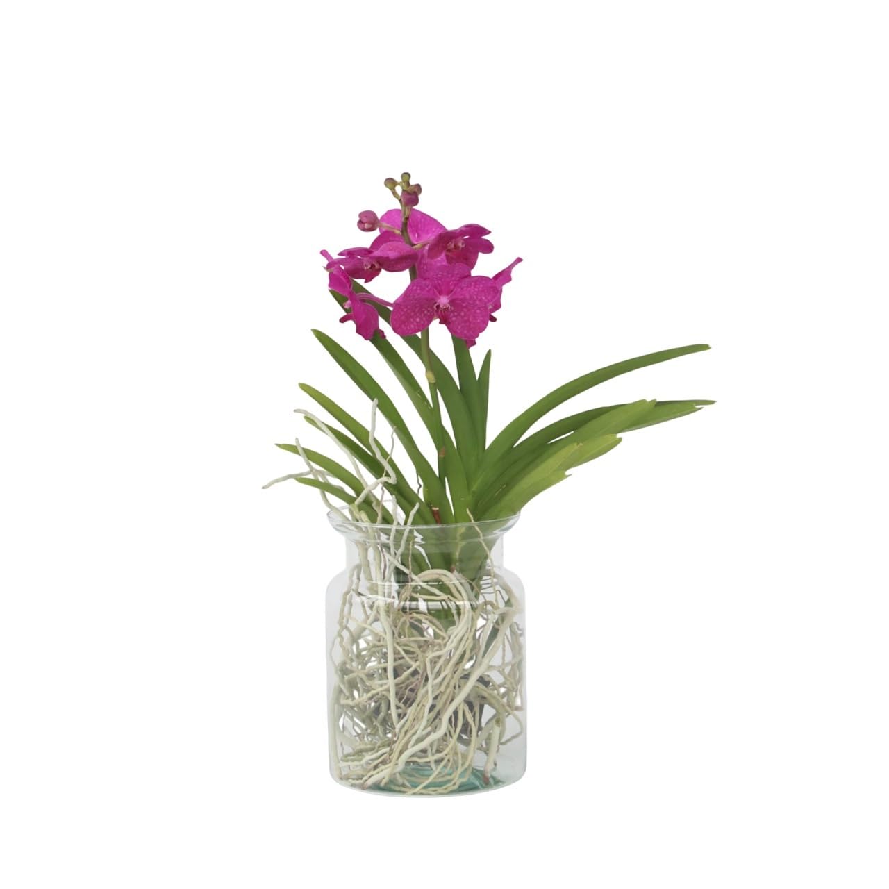 Plant in a Box - Vanda 'Bose' en vase - Orchidée - Cerise - Hauteur 45cm