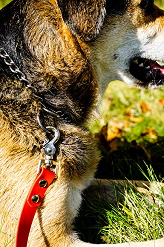 10m Schleppleine für große Hunde, wasserfeste Hundeleine Flachleine, Handschlaufe (optional), Trainingsleine, Schwarz