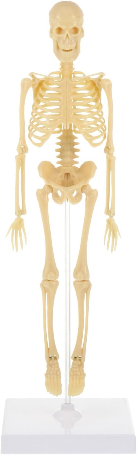 iplusmile Human Skeleton Model for Anatomy Mini Human Skeleton Model with Movable Arms and Legs Scientific Model for Study Basic Details of Human Skeletal System