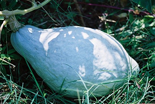 25 Blue Hubbard Winter Squash Seeds - Open pollinated, heirloom,30