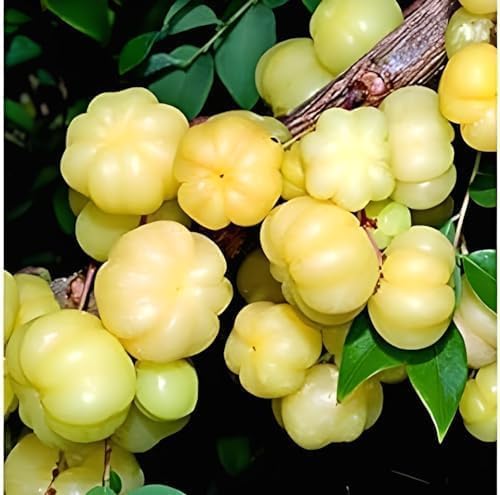 Image of inchGarden Star Gooseberry inch Live Plant (Tropical Fruit, 1-2 Feet) Healthy Live Plant for Home Garden Plants tree Pack of 1