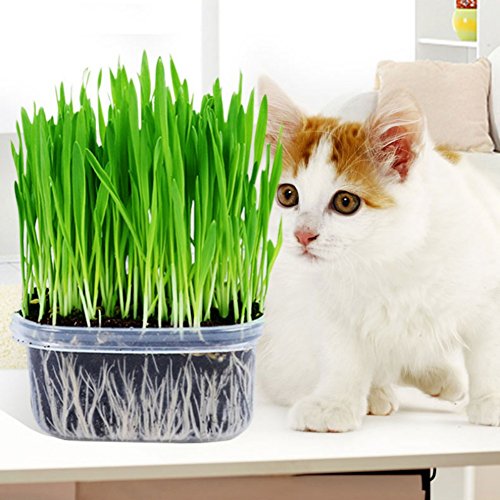 Reefa Cat Grass Seed,Organic Wheat Grass Seeds for Cats,Approx 800/1000 Seeds