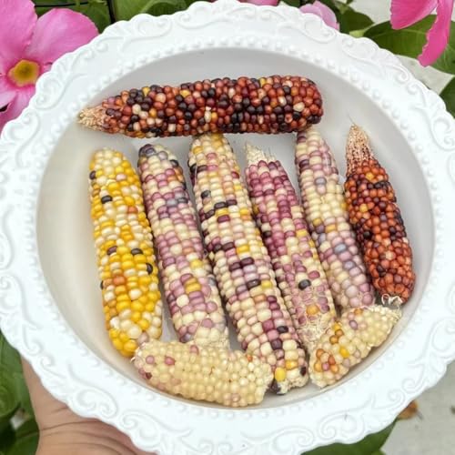 Semillas de Maíz Arcoíris, de balcón semillas ecológicas. Semillas de maíz orgánicas, regalos de jardin exóticas Comprar 100pcs