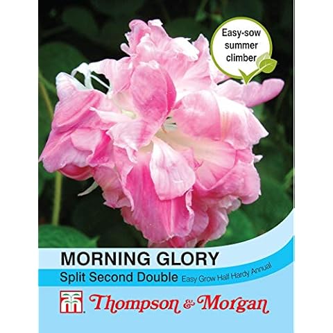 Thompson & Morgan Morning Glory Seeds - 10 Pack Cover