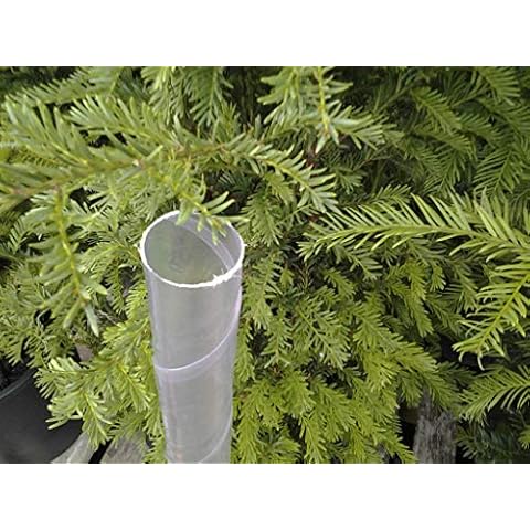 Whin Hill Nurseries 45cm Clear Spirals Rabbit plant protection guards, shelter, protectors. (50) Cover