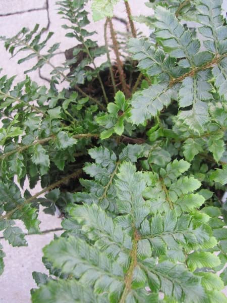 Polystichum polyblepharum - Japanischer Schildfarn 30-40
