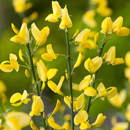 Cytisus Praecox 'Allgold'- Genêt précoce 'Allgold' 40-60 cm en conteneur