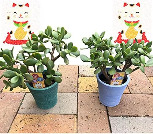 Amazon 金のなるhappyの木 金のなる木 おしゃれな鉢カバー付き 2個セット Jade Plant 家内安全 商売繫盛 ビジネス 良縁 交通安全 健康 幸運を招く 新婚祝い 結婚記念日 誕生日 敬老の日 母の日 父の日 ギフト 観葉植物 2鉢 人工観葉植物 オンライン通販 Amazon 金のなるhappyの木 金のなる木 おしゃれな鉢カバー付き 2個セット Jade Plant 家内安全 商売繫盛 ビジネス 良縁 交通安全 健康 幸運を招く 新婚祝い 結婚記念日 誕生日 敬老の日 母の日 父の日 ギフト 観葉植物 2鉢 人工観葉植物 オンライン通販