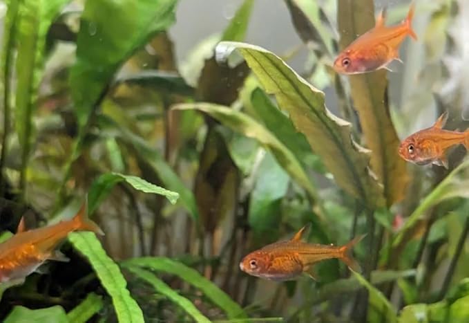 Swimming Creatures™ 6 Ember Tetra (Hyphessobrycon amandae) – Freshwater Aquarium Live Fish (Approx. 1.5 cm)