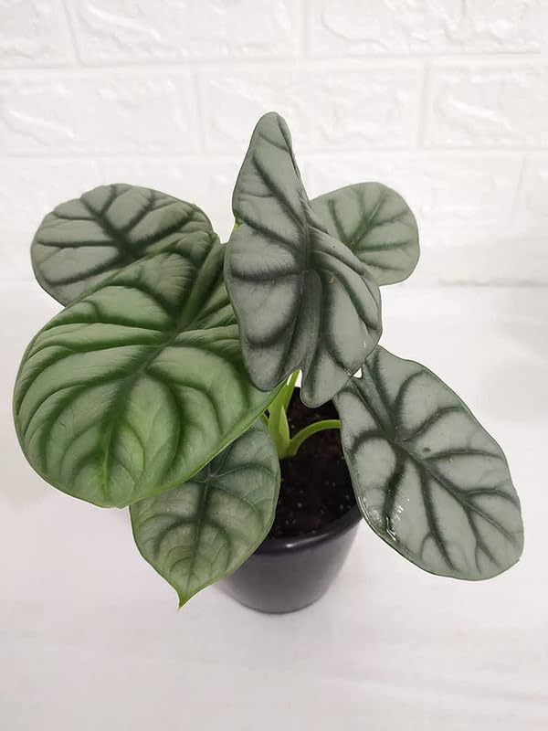 Flower bulbs hybrid Alocasia imported Alocasia flower live rhizomes home garden pack of 2 silver (B0CKLMPTD5) Amazon Price History, Amazon Price Tracker