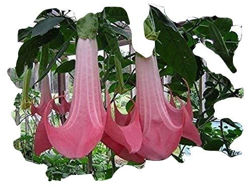 Engelstrompete Kaufen Die 15 besten Produkte im Vergleich haushalt