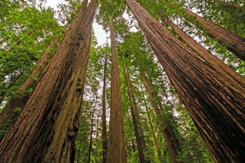 50 Samen Küstenmammutbaum Sequoia sempervirens Mammut Baum Redwood Rotholz 50 Samen Küstenmammutbaum Sequoia sempervirens Mammut Baum Redwood Rotholz