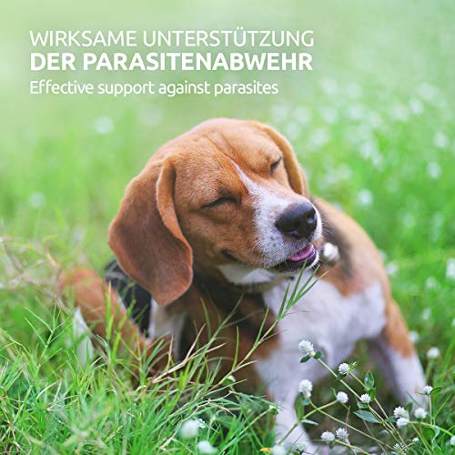AniForte Zeckenspray für Hunde 100ml - Zeckenschutz gegen Zecken & Parasiten, Zeckenmittel für Hunde, Anti Zecken Spray, Anti-Zecken Mittel, Insektenspray & Insektenschutz, Zeckenschutz Hund