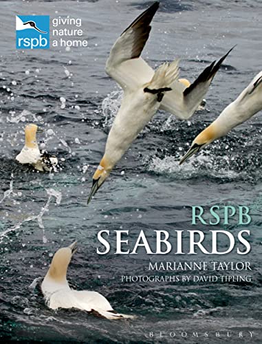 RSPB Seabirds view 2