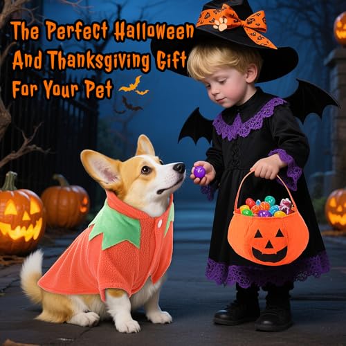 Disfraz Halloween Calabaza para Perro Talla M 2 piezas miniatura 6