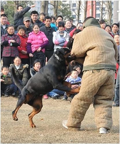 Veste de dressage en action