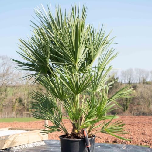 Image of Dwarf Fan Palm Tree (Chamaerops humilis) - Hardy Evergreen for Container Gardening – 1x 22cm Potted Plants by Thompson & Morgan