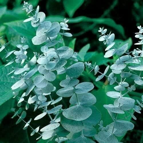 JocadewSilver Drop Eucalyptus Seeds jocad (25 Seeds)