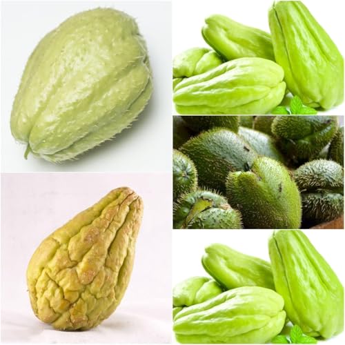 semi di chayote esotici 450pcs