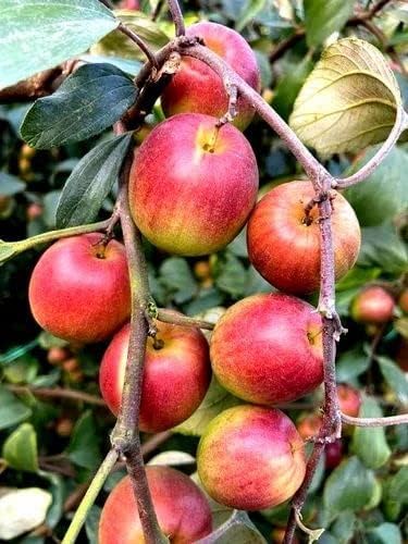 See full amazon price history chart for Green Colection Apple Ber Hybrid All time Sweet Apple Organic Seed | Sinduri Red Fruit plant Thailand Variety Kashmiri Apple Ber Plant Healthy and Authentic Fruit Green Colection Apple Ber Hybrid All time Sweet Apple Organic Seed | Sinduri Red Fruit plant Thailand Variety Kashmiri Apple Ber Plant Healthy and Authentic Fruit (B0CQRFJN4Y) Amazon Price History, Amazon Price Tracker