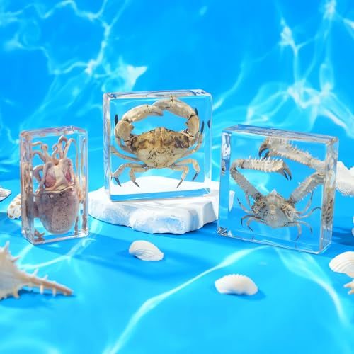 Image of Taxidermy Crabs, Real Oceans Animals Specimen in Resin Preserved, Clear for Closer-Look & Study, Science Educational Classroom Specimens for Home Office Ornament Novelty Gift (3.0x3.0x0.8-inch)