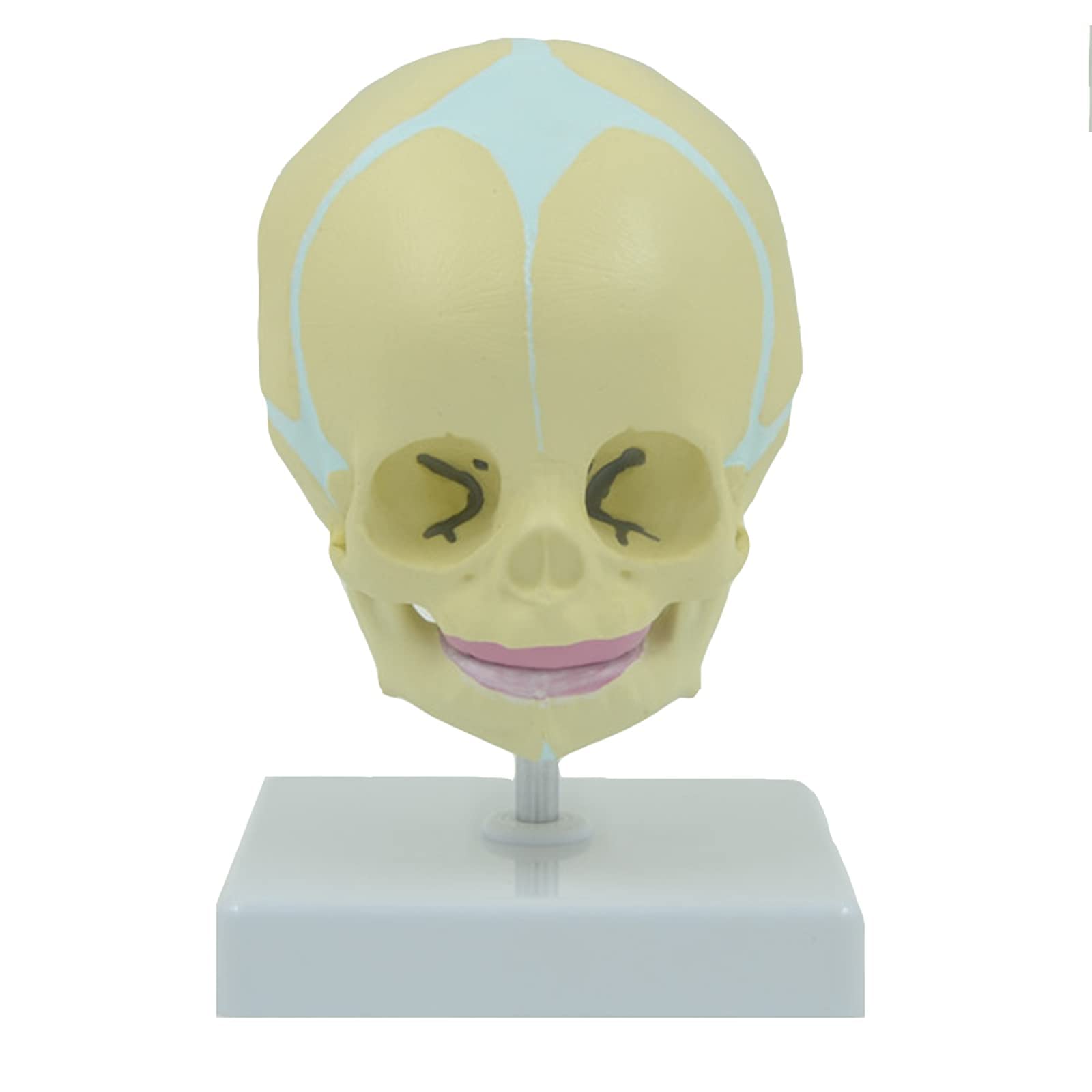 Buy Human Infant Skull Model, Medical Anatomical Skull Model, Life