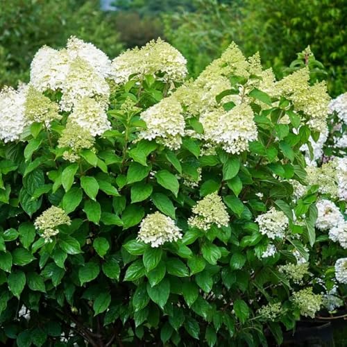 ortensia paniculata decorazione semi estivi balcone giardino ufficio selvaggio, autunno, semi perenni 550pcs