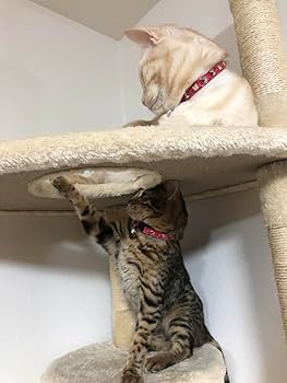 Amazon | Extra+Heavy 猫用 スタッズ 革 首輪；Cats B001 サイズ