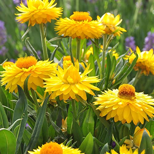 Strawflower Seeds Annual Perennial Heat & Drought Tolerant Cut Flowers Deer Resistant Attracts...