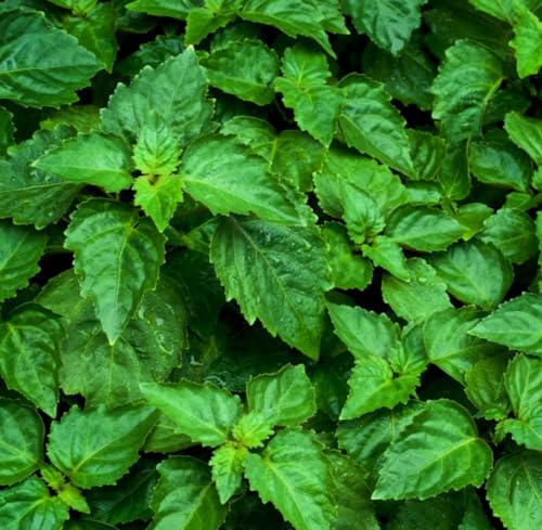 Aceite Esencial de Patchouli Orgánico Puro 5 mL miniatura 2