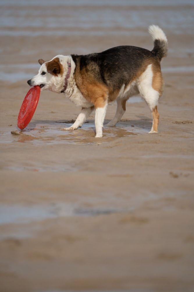 Petface Toyz gumowa zabawka dla psa frisbee - kolor może się różnić