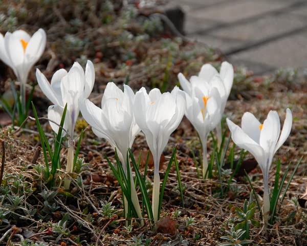 Image of IMP. Saffron | Crocus Excellent Quality Flower Bulbs for Attractive Aromatic Flowers Home Outdoor Gardening Plants Flowering Bulbs (pack of 12, Jeanne d'Arc)