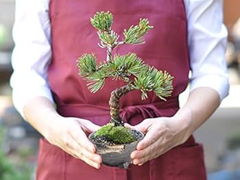 盆栽　五葉松　上下38cm 吾妻五葉松／松国宝 』樹高14㎝／小品盆栽 』